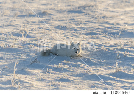 Wild arctic fox lying in tundra in winter time. Funny arctic fox playing. 118966465