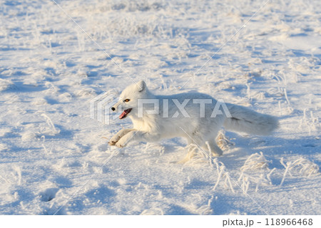 Wild arctic fox (Vulpes Lagopus) in tundra in winter time. White arctic fox running. Wild arctic fox (Vulpes Lagopus) in tundra in winter time. White arctic fox running. 118966468
