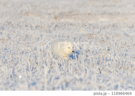 Wild arctic fox (Vulpes Lagopus) in tundra in winter time. White arctic fox. 118966469