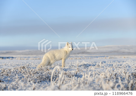 Wild arctic fox (Vulpes Lagopus) in tundra in winter time. White arctic fox. 118966476