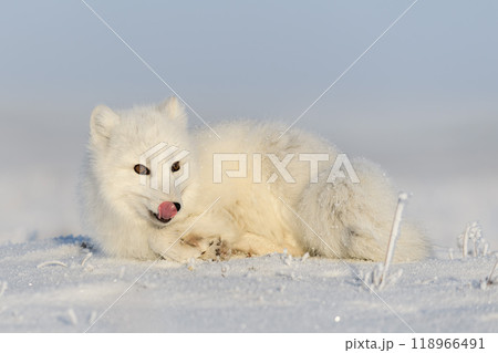 Wild arctic fox (Vulpes Lagopus) in tundra in winter time. White arctic fox lying. Sleeping in tundra. 118966491