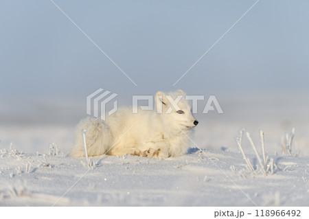 Wild arctic fox (Vulpes Lagopus) in tundra in winter time. White arctic fox lying. Sleeping in tundra. 118966492