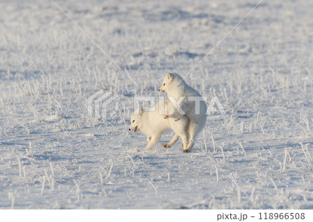 Two arctic foxes (Vulpes Lagopus) in wilde tundra. Arctic fox playing. Two arctic foxes (Vulpes Lagopus) in wilde tundra. Arctic fox playing. 118966508