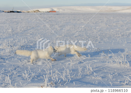 Two arctic foxes (Vulpes Lagopus) in wilde tundra. Arctic fox playing. Two arctic foxes (Vulpes Lagopus) in wilde tundra. Arctic fox playing. 118966510