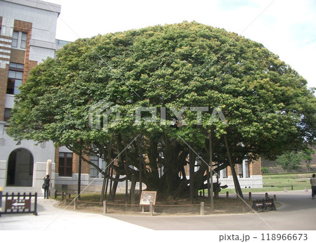 堂形のシイノキ（旧石川県庁本館右側） 118966673