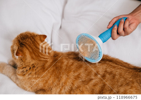 A woman holds her ginger Scottish Fold cat, brushing its long fur with affection. The cat's sleepy contentment in her hand reflects the depth of their owner-pet bond. Pat love routine 118966675