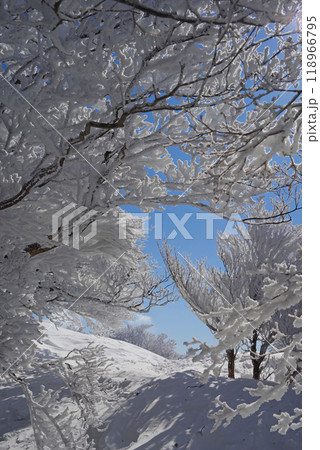 御在所岳山上公園の樹氷 御在所岳山上公園の樹氷 118966795