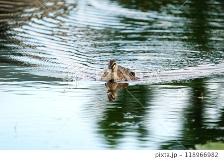 池を移動する1羽のカルガモ 118966982