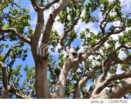 緑と青空19　沖縄　新心公都園 118967082