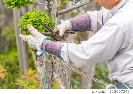 働く高齢者　地域社会に　貢献　庭木の剪定サービス 118967242
