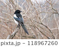Eurasian Magpie on a Branch 118967260
