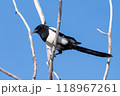 Eurasian Magpie on a Branch 118967261