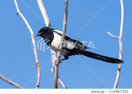 Eurasian Magpie on a Branch 118967261
