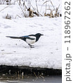 Eurasian Magpie on Ice 118967262