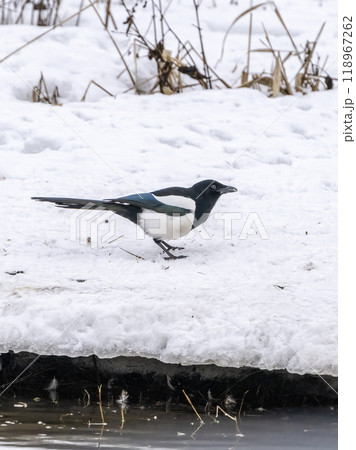 Eurasian Magpie on Ice 118967262