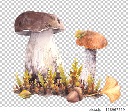 Mushrooms fall arrangement Boletus red cap, Porcini, moos, yellow, green leaves and brown acorn Forest harvest for card, poster, label print Watercolor hand drawn illustration isolated from background Mushrooms fall arrangement Boletus red cap, Porcini, moos, yellow, green leaves and brown acorn Forest harvest for card, poster, label print Watercolor hand drawn illustration isolated from background 118967269