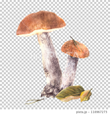Autumn composition with mushrooms, spruce needles and fallen leaves. Forest wild Boletus with orange, red cap. Edible fungi watercolor hand drawn illustration. Fall harvest isolated from background Autumn composition with mushrooms, spruce needles and fallen leaves. Forest wild Boletus with orange, red cap. Edible fungi watercolor hand drawn illustration. Fall harvest isolated from background 118967273