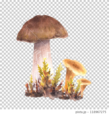 Mushrooms fall arrangement. Boletus brown cap, Porcini, forest moos, yellow Chanterelle. Autumn nature design for card, label, poster print. watercolor hand drawn illustration isolated from background 118967275