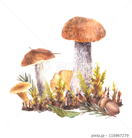 Mushrooms fall clipart. Boletus orange cap with Chanterelle, moos, yellow green leaves and brown acorn and fir branch with needles. Autumn Watercolor hand drawn illustration isolated from background Mushrooms fall clipart. Boletus orange cap with Chanterelle, moos, yellow green leaves and brown acorn and fir branch with needles. Autumn Watercolor hand drawn illustration isolated from background 118967279
