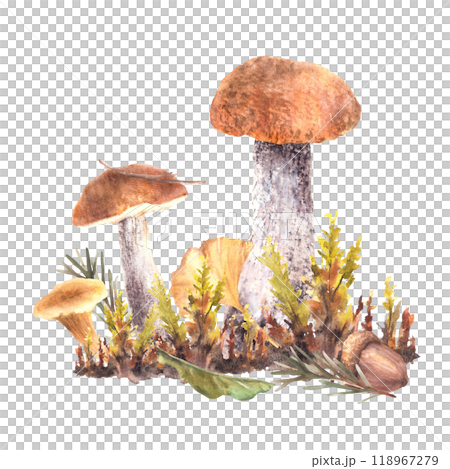 Mushrooms fall clipart. Boletus orange cap with Chanterelle, moos, yellow green leaves and brown acorn and fir branch with needles. Autumn Watercolor hand drawn illustration isolated from background Mushrooms fall clipart. Boletus orange cap with Chanterelle, moos, yellow green leaves and brown acorn and fir branch with needles. Autumn Watercolor hand drawn illustration isolated from background 118967279