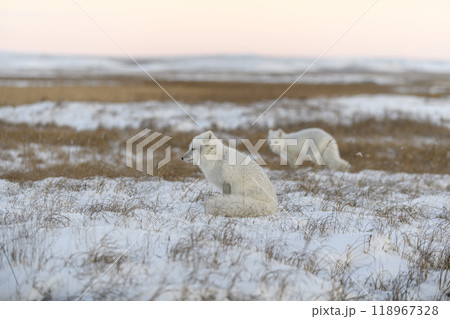 Wild arctic fox (Vulpes Lagopus) in tundra in winter time. White arctic fox. 118967328