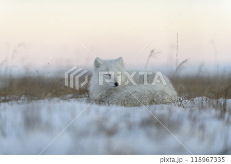Wild arctic fox in tundra. Arctic fox lying. Sleeping in tundra. Wild arctic fox in tundra. Arctic fox lying. Sleeping in tundra. 118967335