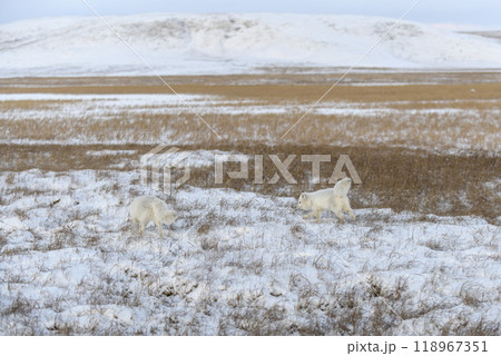 Two young arctic foxes (Vulpes Lagopus) in wilde tundra. Arctic fox playing. 118967351