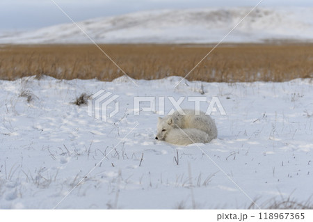 Wild arctic fox (Vulpes Lagopus) in tundra in winter time. White arctic fox with closed eyes. Wild arctic fox (Vulpes Lagopus) in tundra in winter time. White arctic fox with closed eyes. 118967365