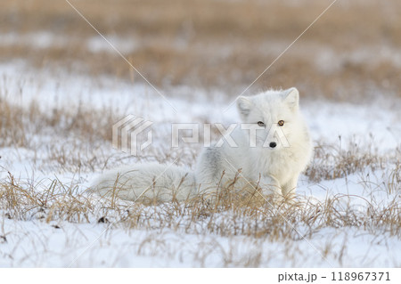 Arctic fox in winter time in Siberian tundra. 118967371