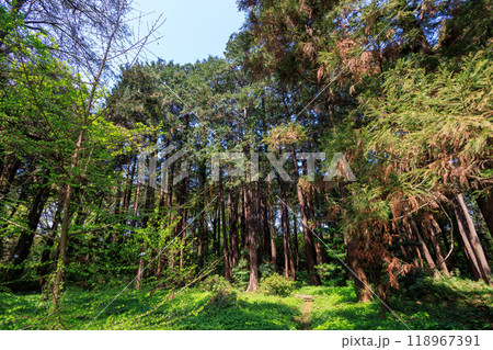 都市公園の美しい杉の林。東京都文京区-2024年 118967391