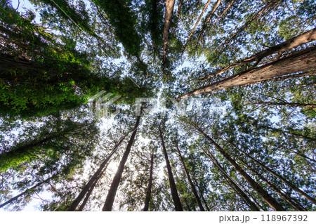 都市公園の美しい杉の林。東京都文京区-2024年 118967392