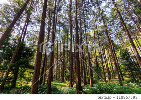 都市公園の美しい杉の林。東京都文京区-2024年 118967395