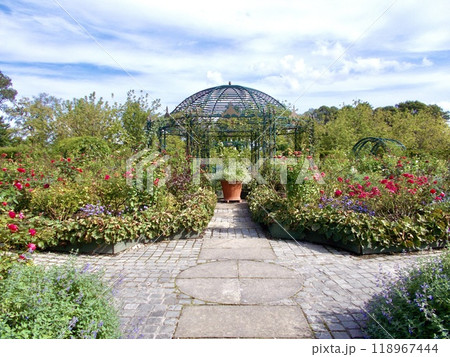 えこりん村のガーデンの花 118967444