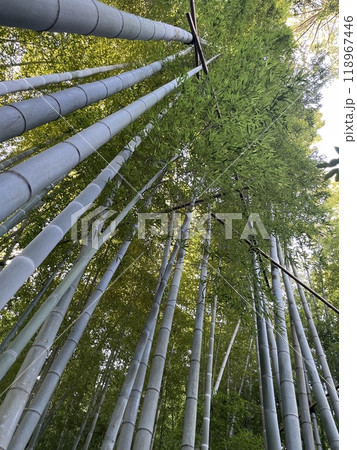 鎌倉の寺社の竹林 118967446