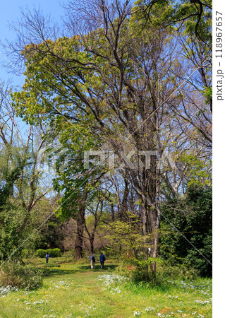 都市公園の美しい大木たち。東京都文京区-2024年 118967657