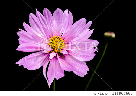 Blooming pink cosmos on a black background 118967660