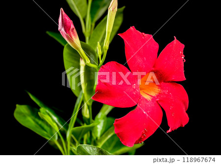Blooming Dipladenia red on a black background Blooming Dipladenia red on a black background 118967674