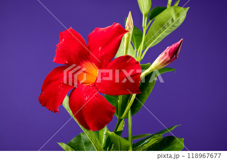 Blooming Dipladenia red on a purple background Blooming Dipladenia red on a purple background 118967677