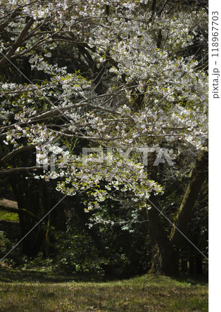 暗い背景の大島桜 118967703