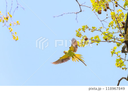 飛翔する美しいワカケホンセイインコ（インコ科）東京都文京区-2024年 118967849