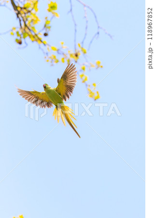 飛翔する美しいワカケホンセイインコ（インコ科）東京都文京区-2024年 118967852