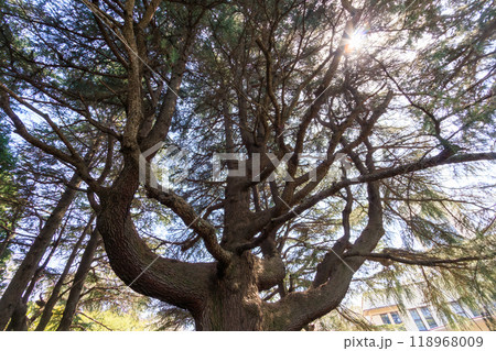 美しいヒマラヤスギ(マツ科)の大木たち。東京都文京区-2024年 美しいヒマラヤスギ(マツ科)の大木たち。東京都文京区-2024年 118968009