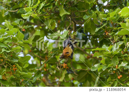 Flying Fox on Maldives island. Fruit bat flying. Gray-headed Flying Fox (Pteropus poliocephalus). 118968054
