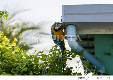 Blue macaw parrot sitting on the roof. 118968061