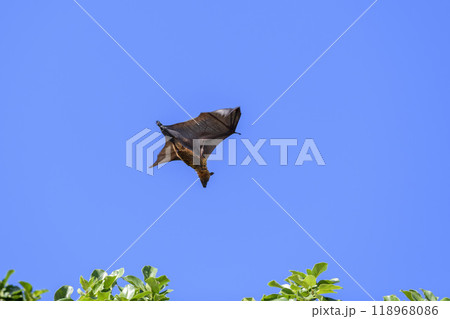 Flying Fox on Maldives island. Fruit bat flying. Gray-headed Flying Fox (Pteropus poliocephalus). Flying Fox on Maldives island. Fruit bat flying. Gray-headed Flying Fox (Pteropus poliocephalus). 118968086