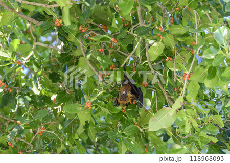 Flying Fox on Maldives island. Fruit bat flying. Gray-headed Flying Fox (Pteropus poliocephalus). 118968093