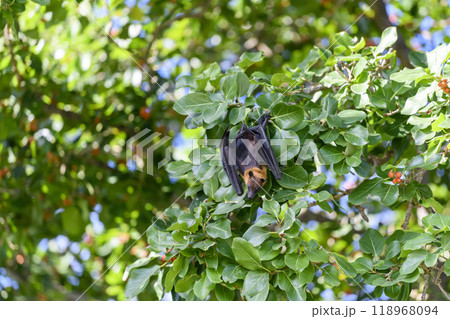 Flying Fox on Maldives island. Fruit bat flying. Gray-headed Flying Fox (Pteropus poliocephalus). 118968094