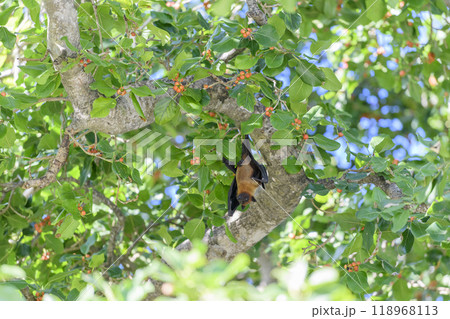 Flying Fox on Maldives island. Fruit bat flying. Gray-headed Flying Fox (Pteropus poliocephalus). 118968113