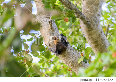 Flying Fox on Maldives island. Fruit bat flying. Gray-headed Flying Fox (Pteropus poliocephalus). 118968122