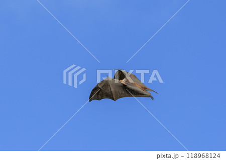 Flying Fox on Maldives island. Fruit bat flying. Gray-headed Flying Fox (Pteropus poliocephalus). 118968124